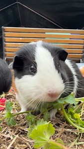 146 reactions | 45 seconds of snacking lip smacks  #guineapigmom #guineapigherd #muddlelife #guineapigfood #guineapigasmr | Wheeks & Whiskers Guinea Pig Sanctuary | Facebook