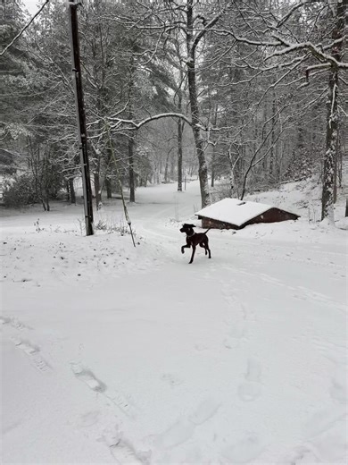 Redbone Coonhound Enjoys a Snowy Day in Pennsylvania