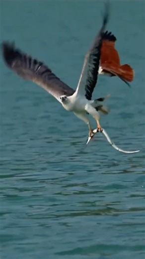 Osprey's Fishing Masterclass - Blazing Fast, Rock - steady, Fierce and Precise! #shorts #ospreys