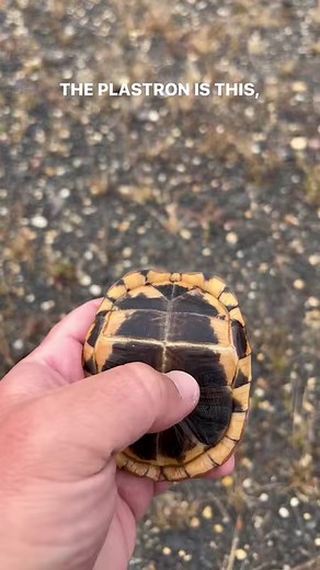 138K views · 6.8K reactions | Sealed Shut! But how? 樂 #boxturtle #easternboxturtle #terrapenecarolina #babyturtle #tortoise #turtle #tortoiseshell #turtleshell #AnimalDiversity #njnews #bizzare #animalfacts | Garden State Tortoise | Facebook