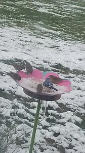 These guys taking advantage of the break in the snow to grab a quick bite. | Kim Booth