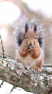 First snow in Helsinki ❄️ | Soosseli Wildlife Photography