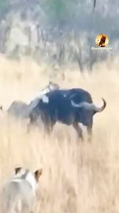 #animals #wildlife #wildanimals [7230394464882281754] | Wild Live Show | Facebook