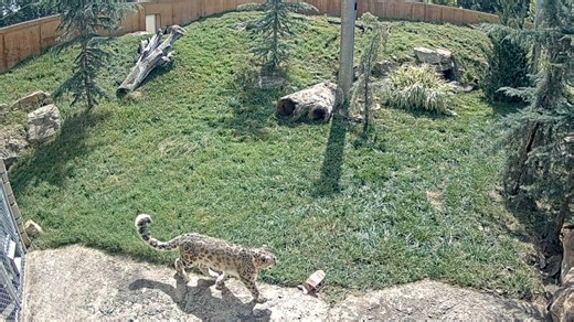 19K views · 746 reactions | Jata, the snow leopard, had a great time frollicking in the freshly cut grass last week!  Don't forget - if you have children in a Kansas school, you can bring your family to see her for free with the Sunflower Summer program until August 8th. Simply download the app and choose the Zoo! | Sedgwick County Zoo | Facebook