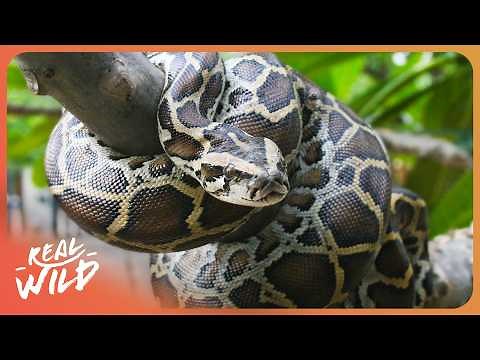 Hunting Pythons: America's Most Deadly Species