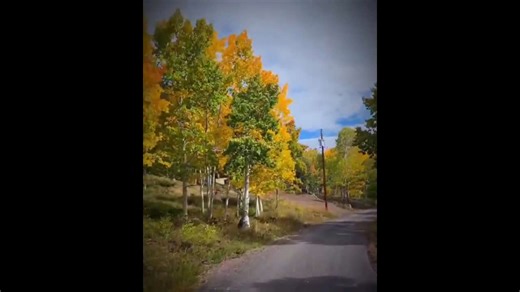 Serene autumn forest near Fish Lake in Utah, USA