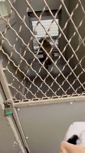 So, I got a new friend, Lamby, to try to cheer me up on my 3 year shelter anniversary...🐑 Read all about BENTLEY to see if he is the boy for you: 🔸 4 years old 🔸 Been at the shelter since April of 2022 🔸 Knows his commands 🔸Takes training classes with his shelter buddy 🔸 Loves to play fetch and run around with his jolly ball 🔸 Enjoys sitting and relaxing 🔸 Likes to be pet 🔸 Treat-motivated 🔸 Walks well on a leash and loves his walks 🔸 Sweet 🔸 Looking for a calm home without a lot of 