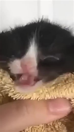 Kitten Meow Ringtone iPhone 🐱😁 #kitten #meow #meme #kittenmeme #ringtone #meowing #fyp