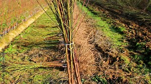 collected saplings and machine removing saplings in the background
