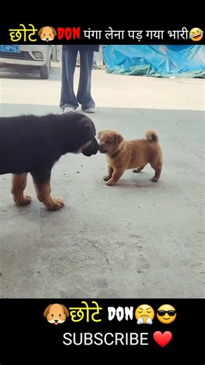 Dog Fighting 🤣😂 #labrador #funnydog #funnyfight #dogfight #animals #cutedog #doggiefight