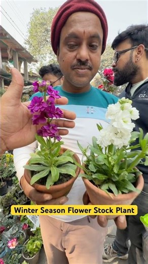 This Stock Flower Plant Fills the Garden with Colour & Fragrance 🌸✨ | Galiffstreet Market