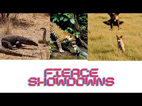 Predator vs Prey: Nature’s Fiercest Showdowns Caught on Camera