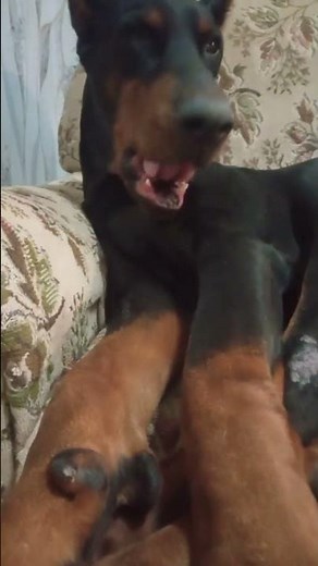 Sleepy Doberman Slowly Waking Up