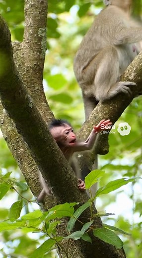 Never seen Newborn baby monkey just born MaMa r-e-jected to a-b-andon c-r-ying s-a-dly on high tree.#fblifestyle | Silence Music
