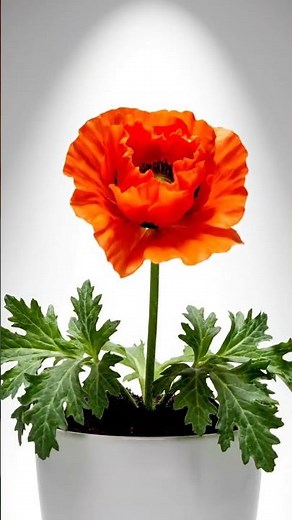 Orange Poppy Timelapse 🧡 From Soil to Bloom | Vibrant Aesthetic