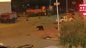 The courage of the dog | Classic Cartoons | Facebook