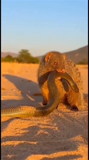 Mongoose vs Snake Fierce Fight Mongoose Wins and Carries the Snake Away