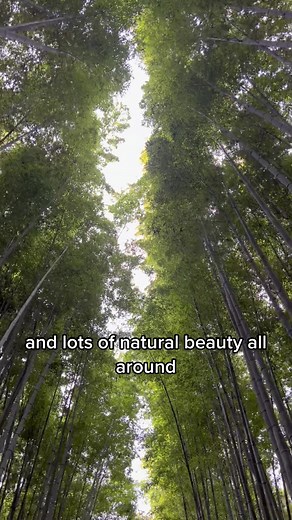 Sakura Sweater: Fashion Inspiration from Toyama, Japan