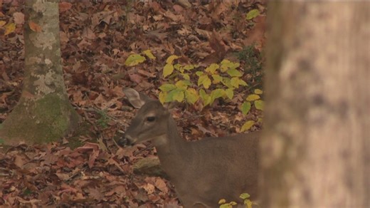 A deer in headlights | What to do when drivers encounter them on the road