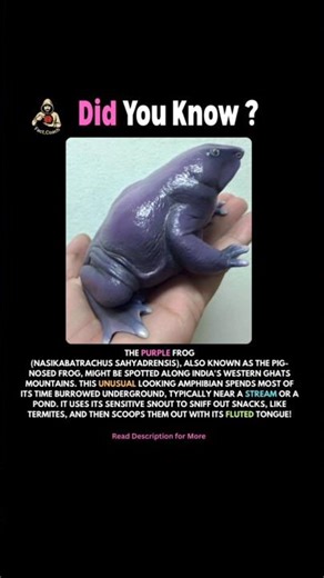 Did You Know Purple Frog 🐸 Also Known as Pig Nosed Frog 🐸 #frog #facts #shorts
