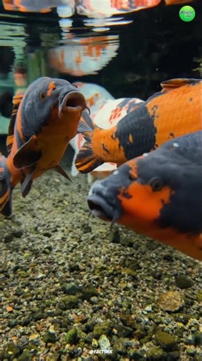 Japan ki khubsurat machhali 🐠#facts​ #trending​ #viral​ #new​ #latest #shorts