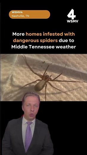 Middle Tennessee heat & dangerous spiders