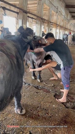 Yahan Janwar Zibah Hotay Hain 😱 | Karachi Slaughterhouse Full Inside Tour