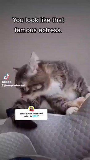 Winkythedwarfcat on TikTok