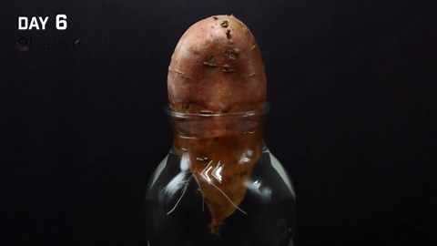 185 days of plant growth: Stunning time-lapse of radish, sweet potato, dill, pumpkin & celery