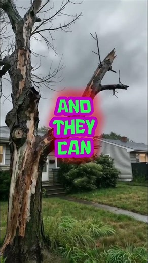 🌳 Say Goodbye to Dead Trees With A Cut Above