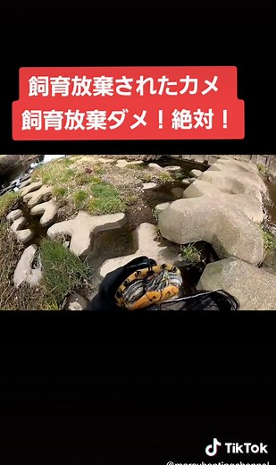 飼育放棄されたミシシッピアカミミガメの観察