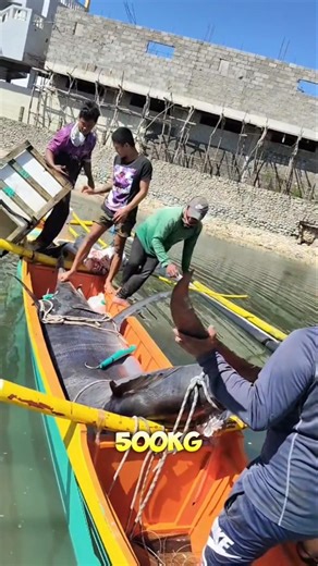 Indonesian fishermen caught a 500 kilogram marlin #fishing #fish #marlin #shortsvideo