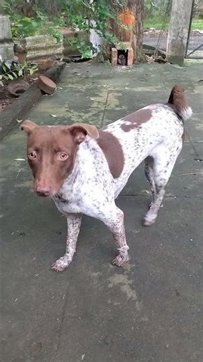 First tooth extraction....