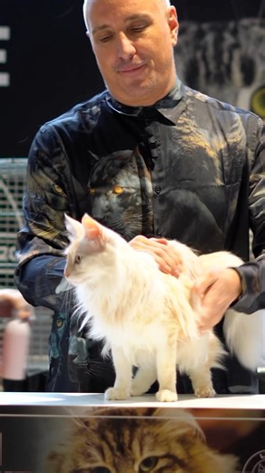 33K views · 1.8K reactions | Looks like someone had an ‘extra shot of espresso’ before the show … This Turkish Angora lit up the stage at our CATstravaganza™ #catjudge #catshow #catstravaganza #rescue #cats #funnycatvideos #catshow #lcww #cats #catlover | Steven Meserve | Facebook