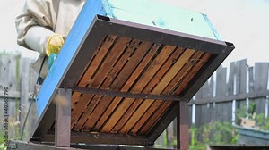 A beekeeper is using a blower, blowing air inside the hive full of working bumble bees to take out honeycomb and extract honey.