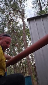 Carpet python from cedar creek | Harrison's Gold Coast and Brisbane Snake Catcher