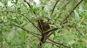 Young Songbird Sits in Tree Chirping and Flies a Little Bit