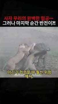 The perfect coordinated attack by a pride of lions… but a twist at the last moment?! #Lion #Buffa...