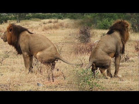 Lions Marking Their Territory | Kruger Park Sightings