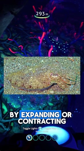 This Animal Can Change Colour Instantly
