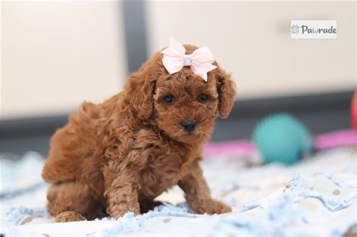 Heather - Cavapoo Puppy E56BDC