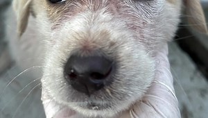 2K views · 210 reactions | Another poor little family came yesterday. The mother is a gentle darling who gave birth to at least 6 puppies in a field. Only 3 puppies survived and they all have scars and hair missing all over their bodies because of undernourishment. Hopefully they will be ok and will have a wonderful life in a loving family. Not for adoption yet. They need to settle and Monika needs to get them to full health. | Zoe's Home Animal Rescue Romania | Facebook