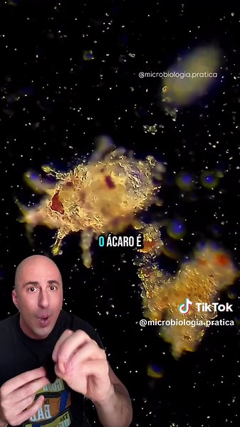 House Dust Mites: Effective Ways to Reduce Their Impact