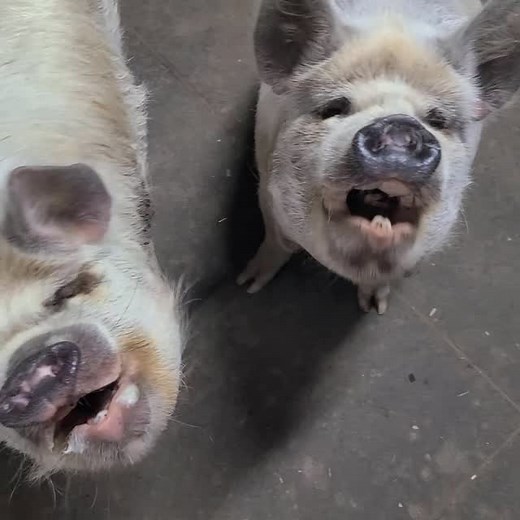 Borus and Banjo practicing stay! #minipigs #pigtrainer #animals #ilovemypigs #kunekunepigs | Polly the Performing Princess Pig