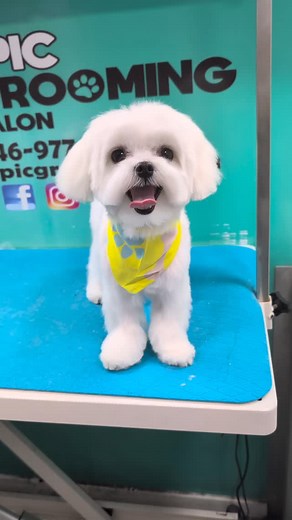 Absolutely amazing from every angle!! 😍❤️ #epicgrooming #doggrooming #haircutfordogs #beautifuldogs | Epic Grooming Salon