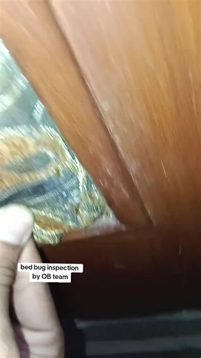 bed bugs inspection