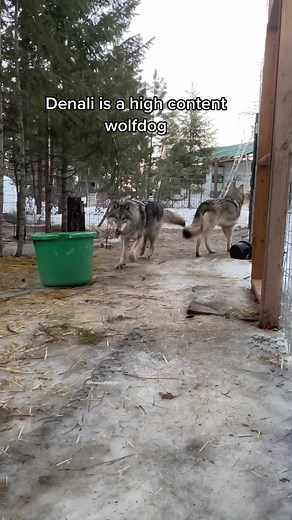High Content Wolfdog Showcase