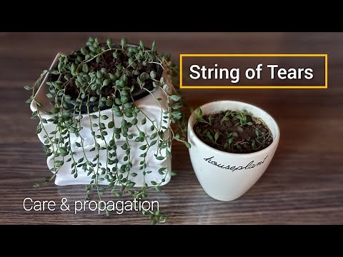 String Of Tears | How To Grow And Care For String Of Tears - Senecio Herreianus #gardening