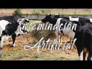 Inseminación Artificial en Vacas