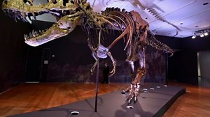 En Nueva York hubo récord en la subasta del T-Rex Stan: superó los 31 millones de dólares